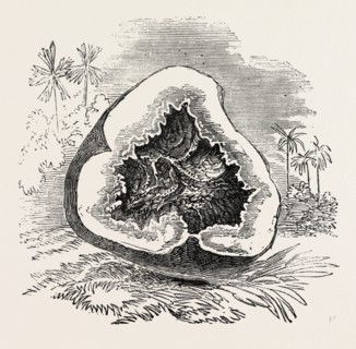 SECTION OF DARJEELING POTATO AFFECTED WITH THE ROT