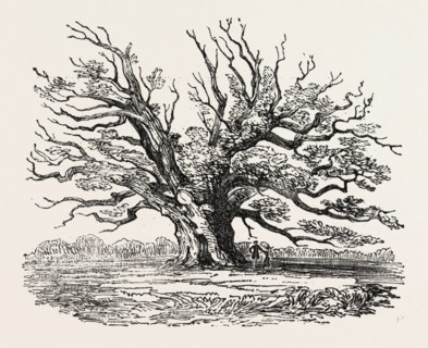 THE FAIRLOP OAK IN HAINAULT FOREST, SIXTY YEARS SINCE