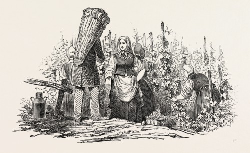 THE LIEBFRAU VINTAGE, GATHERING GRAPES