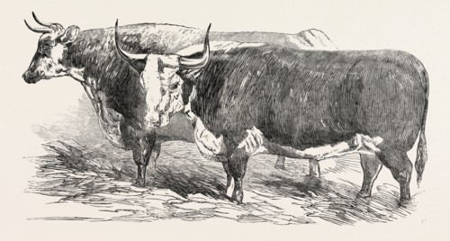 SMITHFIELD CLUB PRIZE CATTLE: MR. JOSEPH GILLETT'S DURHAM, OR SHORT-HORNED COW, AND MR. JOSEPH