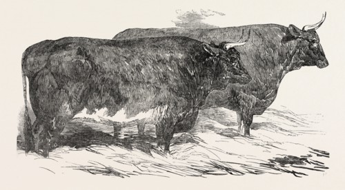 SMITHFIELD CLUB PRIZE CATTLE: MR. DRUCE' SHORT-HORNED AND HEREFORD HEIFER, AND THE EARL OF
