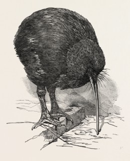 APTERYX IN THE GARDENS OF THE ZOOLOGICAL SOCIETY, REGENT'S PARK, LONDON, UK