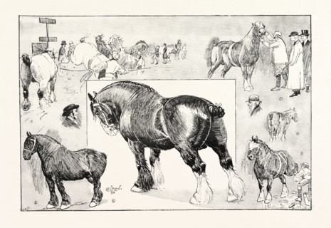 THE SHIRE HORSE SHOW AT THE ROYAL AGRICULTURAL HALL, UK: 1. Two-year-old stallions in the ring. 2.