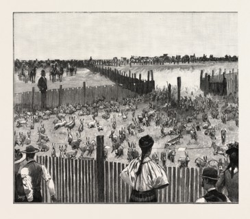 DRIVING JACK-RABBITS INTO A CORRAL, FRESNO, CALIFORNIA, UNITED STATES OF AMERICA, US, USA, 1893