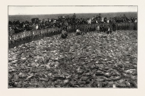 RESULT OF A DAY'S RABBIT-DRIVE, FRESNO, CALIFORNIA, UNITED STATES OF AMERICA, US, USA, 1893