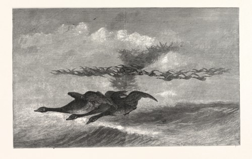 WILD-GOOSE. DRAWN BY GASTON FAY, US, USA, AMERICA, UNITED STATES, AMERICAN, ENGRAVING 1880