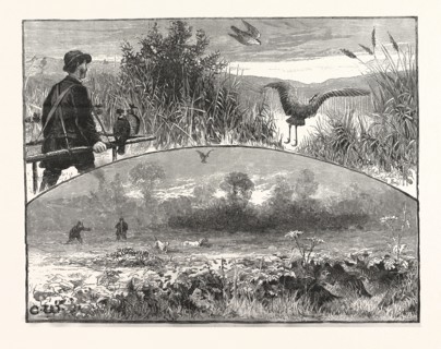 REVIVAL OF FALCONRY, US, USA, AMERICA, UNITED STATES, AMERICAN, ENGRAVING 1880