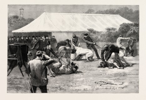 THE OLD ENGLISH MASTIFF CLUB SHOW AT THE CRYSTAL PALACE, LONDON, UK, 1890 engraving