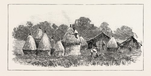 JAVANESE LABOURERS STACKING RICE, THE CROP WHICH IS GROWN AFTER THE TOBACCO IS CUT, SUMATRA,