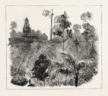 THE CULTIVATION OF TOBACCO IN SUMATRA, INDONESIA: JUNGLE-CUTTING ON A HIGH-LYING TOBACCO ESTATE,