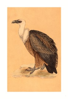 British 19th Century, Griffon Vulture, hand-colored lithograph