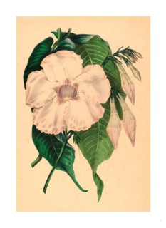 Samuel Holden, Echites splendens, British, active 1845  1847, colored lithograph
