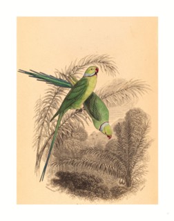 William Home Lizars after William Swainson (Scottish, 1788  1859 ), Red Ringed Parrakeet, colored