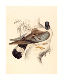 Elizabeth Gould (British, 1804  1841 ), Columba Leuconota (Snow Pigeon), colored lithograph