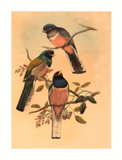 John Gould and W. Hart (British, 1804  1881 ), Trogan variegatus, probably 1836 1838, colored