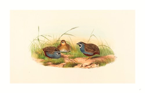 John Gould and H.C. Richter (British (?), active 1841  active c. 1881 ), Excalftoria minima