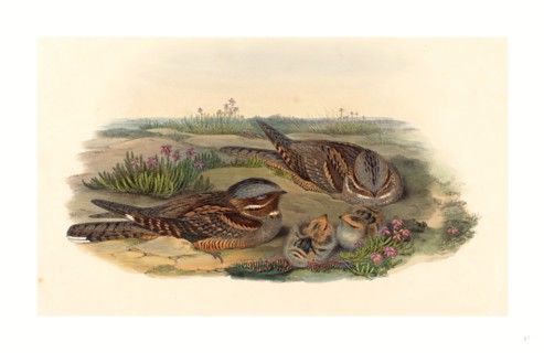 John Gould and H.C. Richter (British, 1804  1881 ), Caprimulgus europaeus (Nightjar), colored