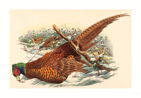 John Gould and W. Hart (British, active 1851  1898 ), Phasianus colchicus (Ring-necked Pheasant),