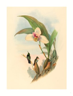 John Gould and H.C. Richter (British, 1804  1881 ), Myiabeillia typica (Abeille's Hummingbird),