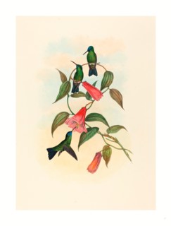 John Gould and H.C. Richter (British, 1804  1881 ), Eucephala smaragdocaerulea (Gould's Wood