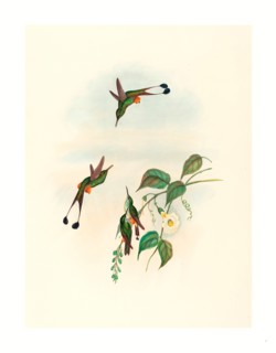 John Gould and H.C. Richter (British, 1804  1881 ), Spathura rufocaligata (Red-booted Racket Tail),