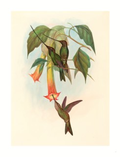 John Gould and H.C. Richter (British, 1804  1881 ), Docimastes ensiferus (Sword-billed