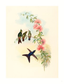 John Gould and H.C. Richter (British, 1804  1881 ), Ramphomicron microrhyncha (Small billed