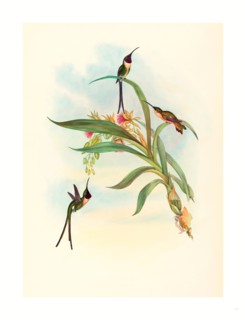 John Gould and H.C. Richter (British, 1804  1881 ), Tharmastura enicura (Slender Shear-Tail), hand