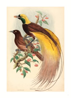 John Gould and W. Hart (British, 1804 - 1881 ), Bird of Paradise (Paradisea apoda), published 1875