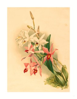 Joseph Mansell after Henry George Moon (British, active 19th century ), Laelia Anceps Stella &