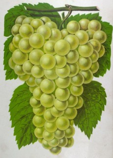 Wine grapes, vine, agriculture, fruit, food and drink, grape, plant, ripe, season, natural,