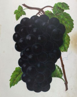 Wine grapes, vine, agriculture, fruit, food and drink, grape, plant, ripe, season, natural,