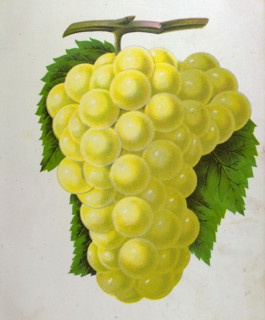 Wine grapes, vine, agriculture, fruit, food and drink, grape, plant, ripe, season, natural,