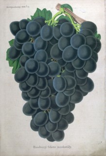 Wine grapes, vine, agriculture, fruit, food and drink, grape, plant, ripe, season, natural,