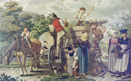 The harvesting of wine grapes, 19th century engraving, time of harvest, ripeness of the grape, to