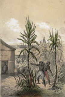 Sugar can farming, sugarcane plantation, poaceae, seed plant, sucrose, tropical, perennial grass,
