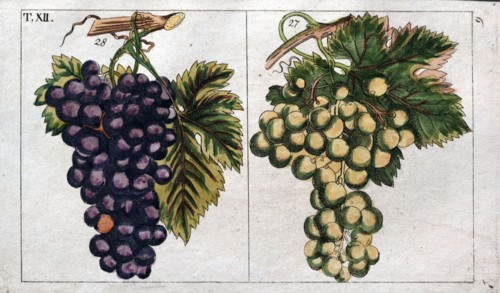 Wine grapes, vine, agriculture, fruit, food and drink, grape, plant, ripe, season, natural,