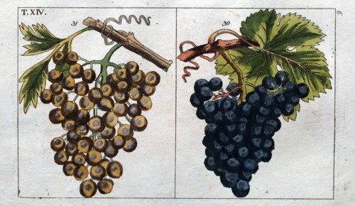 Wine grapes, vine, agriculture, fruit, food and drink, grape, plant, ripe, season, natural,