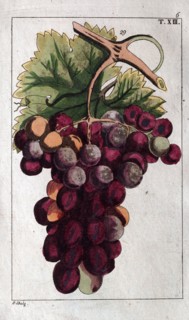 Wine grapes, vine, agriculture, fruit, food and drink, grape, plant, ripe, season, natural,
