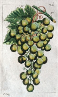 Wine grapes, vine, agriculture, fruit, food and drink, grape, plant, ripe, season, natural,