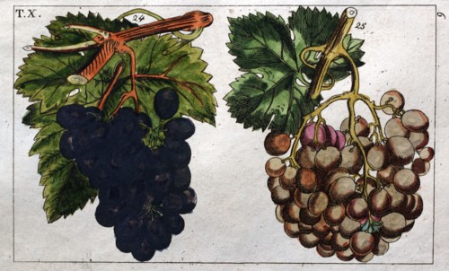 Wine grapes, vine, agriculture, fruit, food and drink, grape, plant, ripe, season, natural,