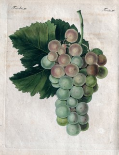 Wine grapes, vine, agriculture, fruit, food and drink, grape, plant, ripe, season, natural,
