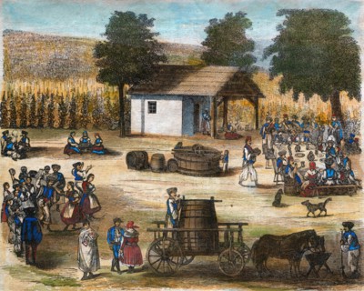 Vendanges au 19 siècle
