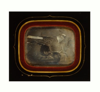 Stuffed eagle in Independence Hall, William G. Mason, photographer, circa 1845, US, USA, America