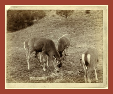 A Dear Picture. At Hot Springs, S.D., on F.E. & M.V. Ry., John C. H. Grabill was an american