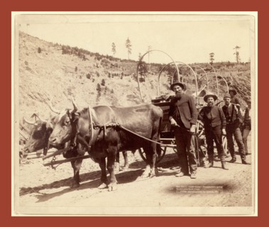 Gold Fever. Prospectors going to the new Gold Field, John C. H. Grabill was an american
