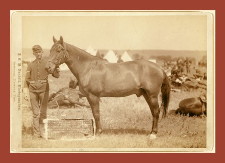 Comanche, the only survivor of the Custer Massacre, 1 History of the horse and regimental orders of