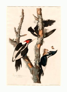 Robert Havell after John James Audubon, Ivory-billed Woodpecker, American, 1793  1878, 1829, hand