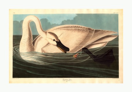 Robert Havell after John James Audubon, Trumpeter Swan, American, 1793  1878, 1838, hand colored