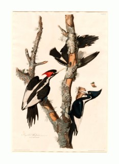 Robert Havell after John James Audubon, Ivory-billed Woodpecker, American, 1793 - 1878, 1829,